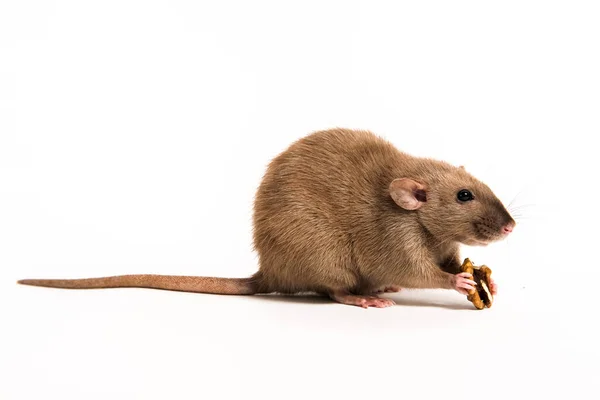 褐色家鼠丹波在白色背景吃坚果 侧视图 — 图库照片