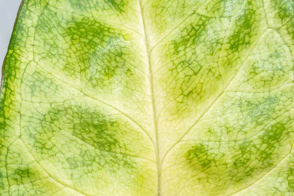 Macro Photo Leaf Houseplant Syngonium 식물적 — 스톡 사진