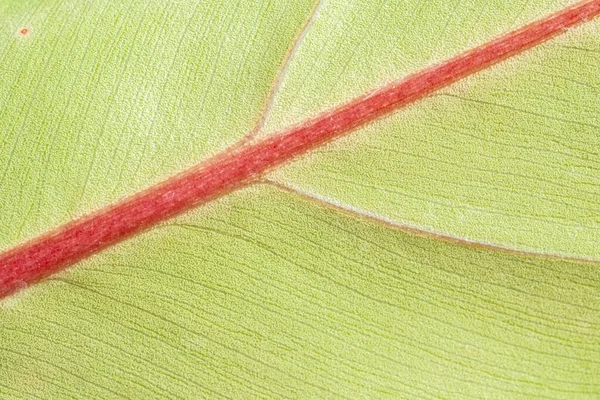 Makrofoto Eines Errötenden Philodendrons Botanisches Muster Und Textur Vollständiger Rahmen — Stockfoto