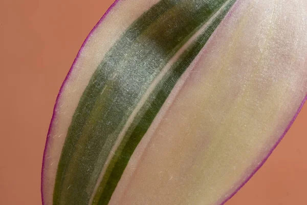Фото Tradescantia Оранжевом Фоне Ботанический Рисунок Текстура Полная Рамка — стоковое фото