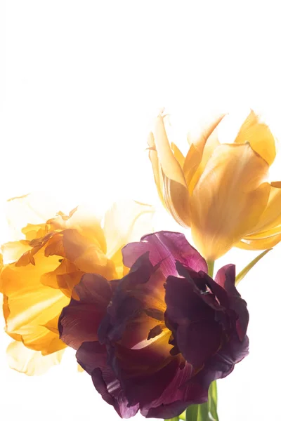 Жовті Фіолетові Тюльпани Крупним Планом Білому Тлі Розмивання Вибірковий Фокус — стокове фото