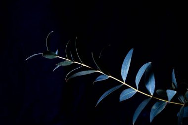 Okaliptüs parvifolisinin bir dalı siyah arka planda soğuk mavi tonlarda. Huysuz bitki..