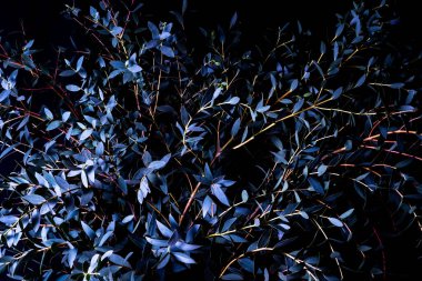 Okaliptüs parvifolia siyah arka planda soğuk mavi tonlarda. Huysuz bitki, tam çerçeve.
