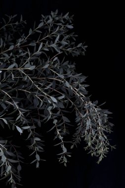 Siyah arka planda okaliptüs parvifolia. Huysuz bitki. dikey resim
