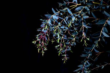 Okaliptüs parvifolia siyah arka planda soğuk mavi tonlarda. Huysuz bitki örtüsü, tam çerçeve ve kopyalama alanı