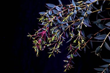 Okaliptüs parvifolia, siyah arka planda soğuk menekşe tonlarında. Huysuz bitki, tam çerçeve.
