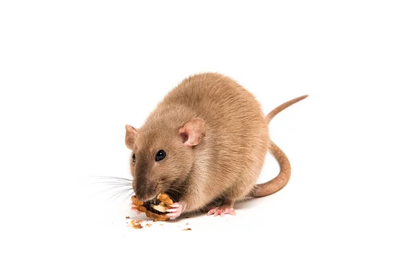 Rat Domestique Marron Dumbo Sur Fond Blanc Mangeant Une Noix — Photo