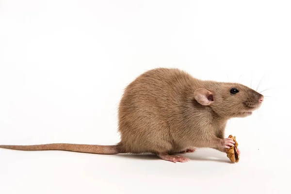 Rat Domestique Marron Dumbo Sur Fond Blanc Mangeant Une Noix — Photo