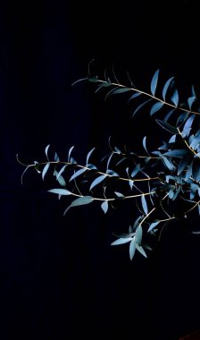 Okaliptüs parvifolia siyah arka planda soğuk mavi tonlarda. Huysuz bitki..