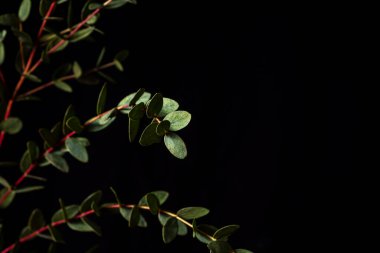 Siyah arka planda okaliptüs parvifolia dalı. Düşük tuşlu fotoğraf ve kopyalama alanı