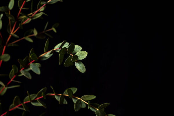 Branch of eucalyptus parvifolia on a black background. Low key photo and copy space