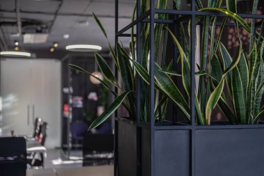 Sulu bitki Sansevieria Laurentii. Modern bir iç mekanda evler.