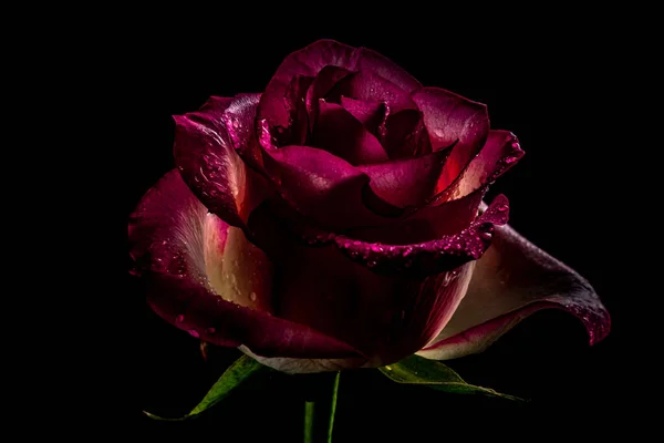 luxurious dark burgundy rose on a black background. Low key photo. Extreme Flower Close-up. Soft focus
