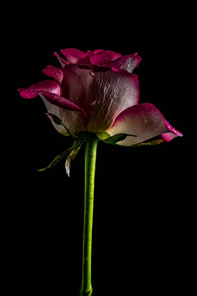 Luksusowy Ciemny Bordowy Róża Łodyga Czarny Tło Zdjęcie Poniżej Pasa — Zdjęcie stockowe