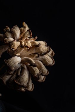 Siyah arka planda yenilebilir istiridye mantarları. Gösterişsiz bir fotoğraf. Yaratıcı sanat 