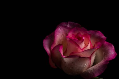 Siyah arka planda koyu pembe bir gül. Gösterişsiz fotoğraf. Ekstrem Çiçek Yakın plan. Yumuşak odaklan ve boşluğu kopyala