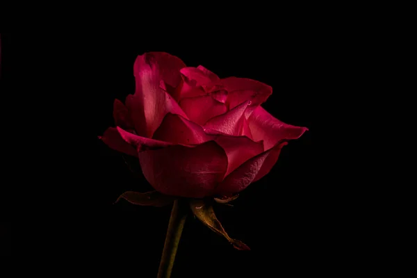 Fényűző Vörös Fekete Háttérrel Alacsony Fénykép Extrém Virág Közelkép Másolás — Stock Fotó