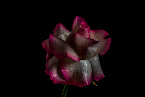 Rosa Multicolore Lussureggiante Uno Sfondo Nero Foto Basso Profilo Fiore — Foto Stock