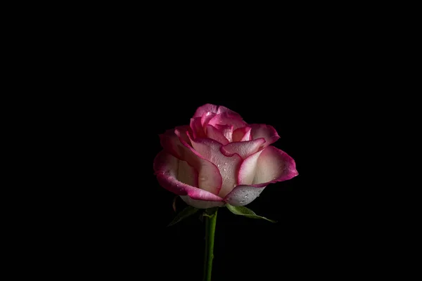黒を背景に豪華なピンクが立ち上がりました キーの低い写真 極端な花のクローズアップとコピースペース — ストック写真