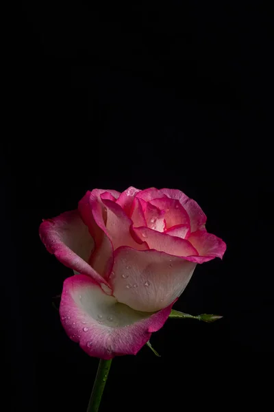 Luksusowa Różowa Róża Łodydze Czarnym Tle Zdjęcie Poniżej Pasa Ekstremalne — Zdjęcie stockowe