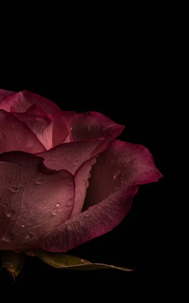 Rose Rosse Scure Parziali Sfondo Nero Foto Basso Profilo Fiore — Foto Stock