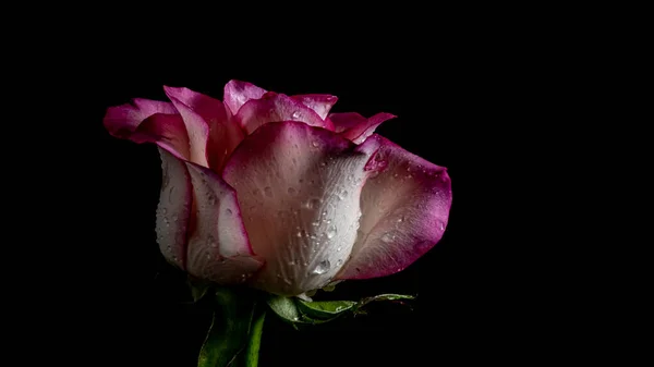 Beautiful pink rose on a black background. Low key photo. Extreme Flower Close-up. Soft focus. side view