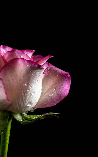 Częściowo Różowa Róża Czarnym Tle Zdjęcie Poniżej Pasa Ekstremalne Zbliżenie — Zdjęcie stockowe