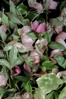 Siyah arka planda Helleborus. Bulanık ve seçici odaklanma. Gösterişsiz fotoğraf. Ekstrem Çiçek Yakın plan. Dikey fotoğraf