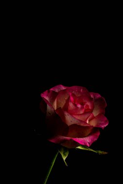 Siyah bir arka planda lüks koyu bir bordo yükseldi. Gösterişsiz fotoğraf. Ekstrem Çiçek Yakın plan. Yumuşak odaklanma. Dikey fotoğraf, boşluğu kopyala