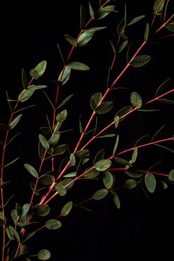 Siyah arka planda okaliptüs parvifolia dalı. Huysuz bitki. Dikey fotoğraf