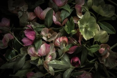 Huysuz flor. Siyah arka planda Helleborus. Bulanık ve seçici odaklanma. Gösterişsiz fotoğraf. Ekstrem Çiçek Yakın plan. Dikey fotoğraf