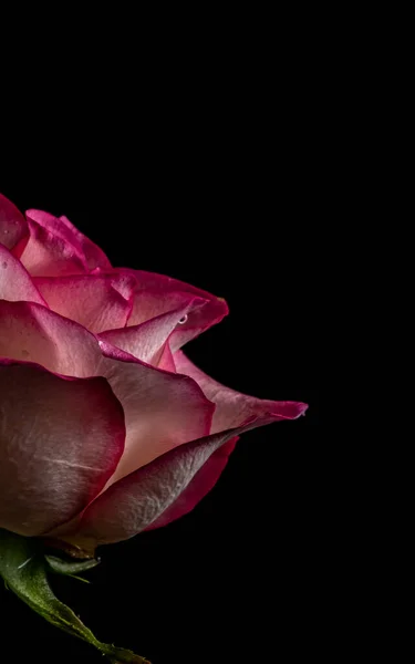 Partial dark pink rose on a black background. Low key photo. Extreme Flower Close-up. Soft focus. Vertical photo, copy space