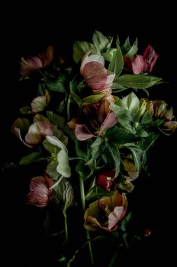 Huysuz flor. Siyah arka planda bereketli bir heleborus buketi. Bulanık ve seçici odaklanma. Gösterişsiz fotoğraf. Dikey fotoğraf