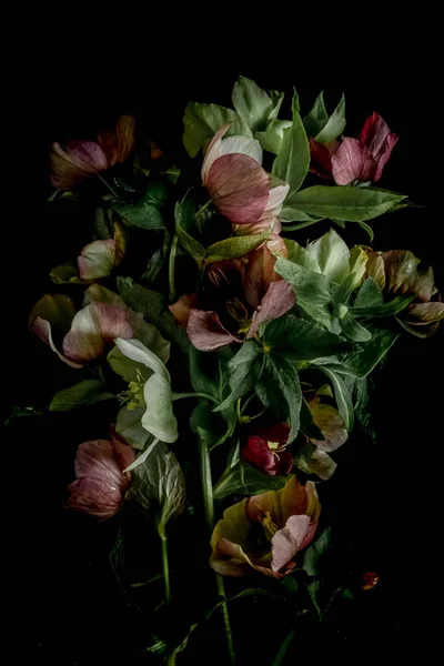 Huysuz flor. Siyah arka planda bereketli bir heleborus buketi. Bulanık ve seçici odaklanma. Gösterişsiz fotoğraf. Dikey fotoğraf