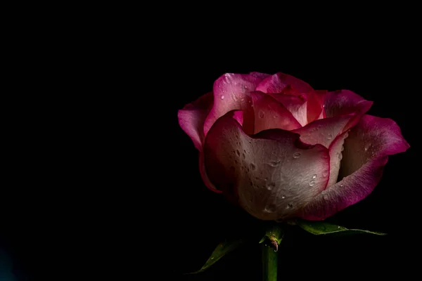 luxurious dark burgundy rose on a black background. Low key photo. Extreme Flower Close-up. Soft focus, copy space