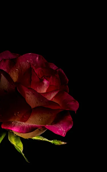 Partial dark red roses on a black background. Low key photo. Extreme Flower Close-up. Soft focus. Vertical photo