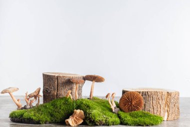 natural style. Wooden podiums with green moss and mushrooms on a white background. Still life for products presentation. Copy space