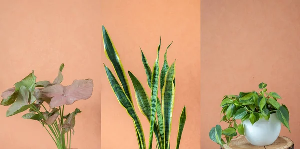 Different indoor plants - sansevieria, brazil philodendron, pink syngonium on a peach background. Wide banner. Indoor plants in a modern interior