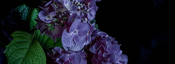 Banner. Close up violet hydrangea flowers on a black background. Blur and selective focus. Low key photo. Moody flowers. Vertical photo