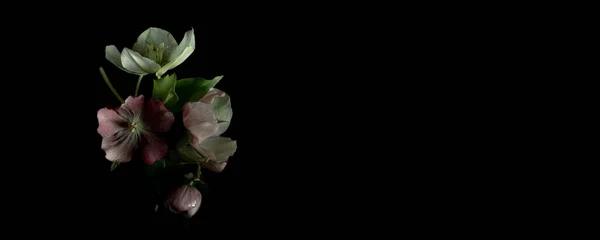 Banner. Moody flora. Flowers of heleborus on a black background. Blur and selective focus. Low key photo