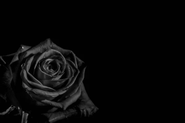 Closeup dark rose and on a black background. Black and white, monochrome. Copy space.