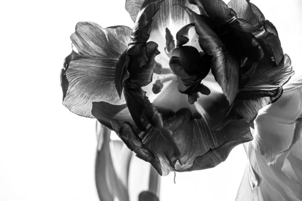 Schwarze Transparente Tulpe Auf Weißem Hintergrund Studioaufnahme Monochrom — Stockfoto