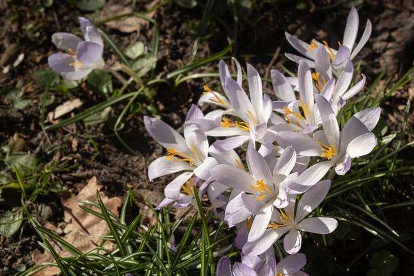 White Crocus Flowers Field Dried Leaves Blur Selective Focus — Stock Photo, Image