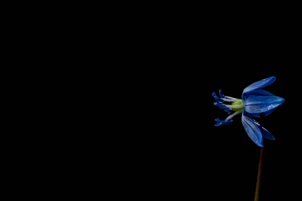 Згорніть Синю Квітку Scilla Чорному Тлі Початок Весни Простір Копіювання — стокове фото