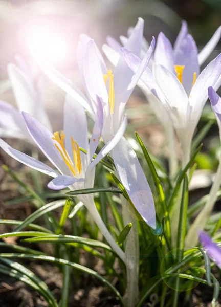 White Saffron Flowers Len Flare Effect Blur Selective Focus Vertical — Stock Photo, Image