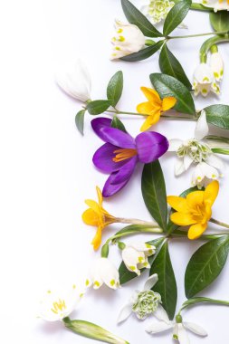  Beyaz arka planda farklı bahar çiçeklerinden düz bir çiçek yatıyordu. Üst görünüm ve kopyalama alanı, dikey fotoğraf.