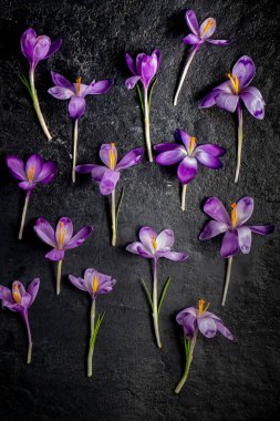  Çiçeklerin açtığı çiçek tarlaları siyah arka planda yatıyordu. Üst görünüm, dikey fotoğraf.