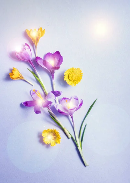 Kwiat Płaski Leżał Różnych Wiosennych Kwiatów Szafran Len Efekt Flary — Zdjęcie stockowe