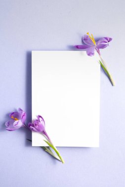 Bahar konsepti Safran çiçekleri, pastel eflatun arkaplanda beyaz kağıt. Düz konum, üst görünüm, kopyalama alanı. Dikey fotoğraf