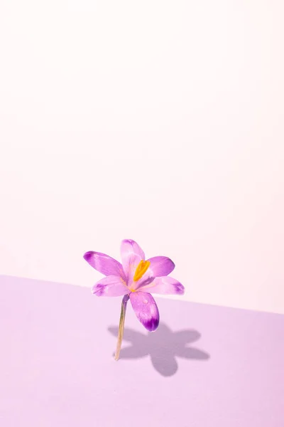 stock image Minimal spring concept. Pink saffron flower on a lilac background, hard shadow. Vertical photo